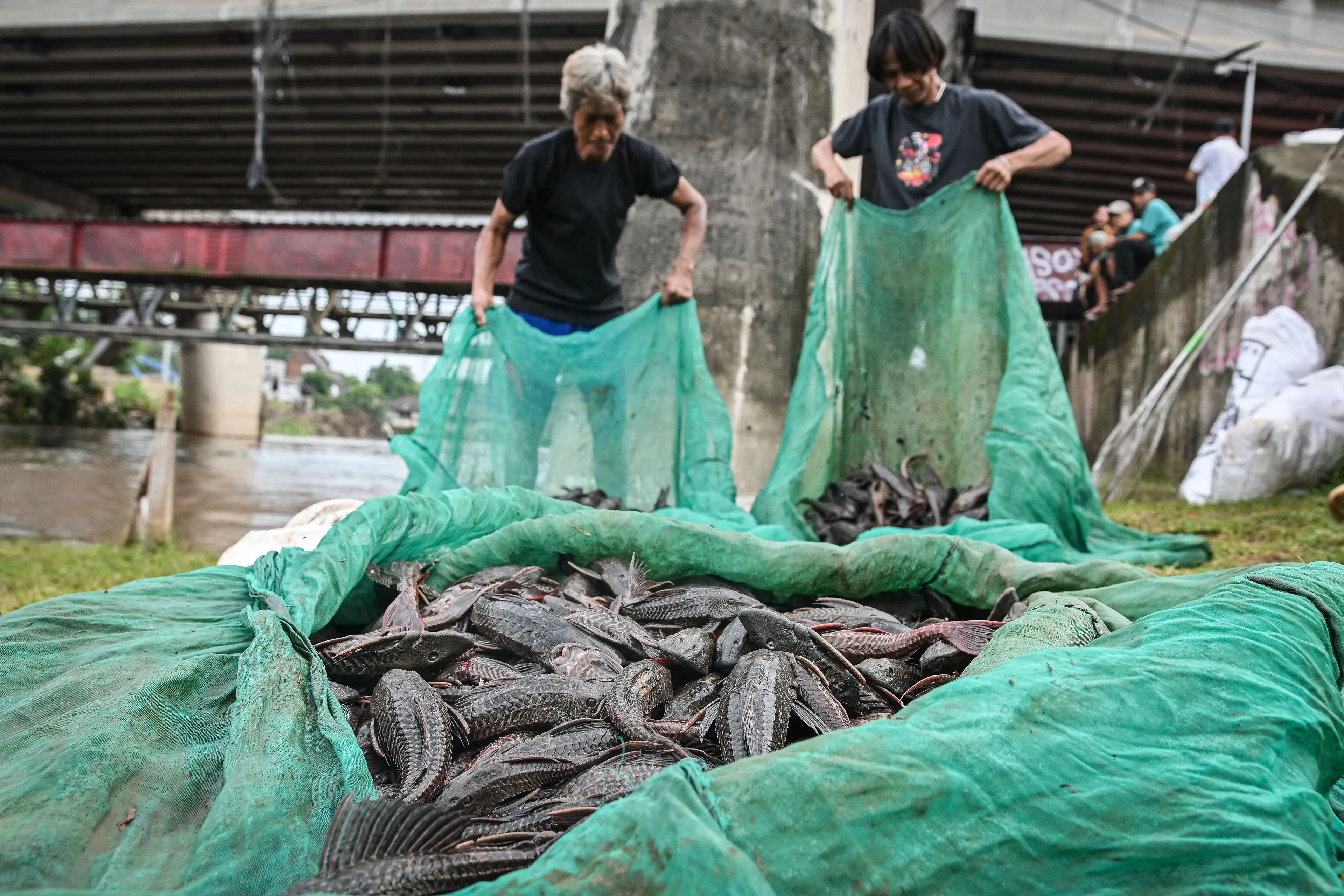 Solusi IPB untuk Ikan Sapu-Sapu, Dari Hama Sungai Jadi Pupuk, Pendekatan Ilmiah dan Humanis Ditekankan