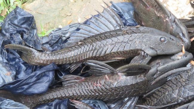 Cara Jitu Atasi Ikan Sapu-Sapu di Sungai, Solusi KDM Jadi Sorotan untuk Selamatkan Ekosistem