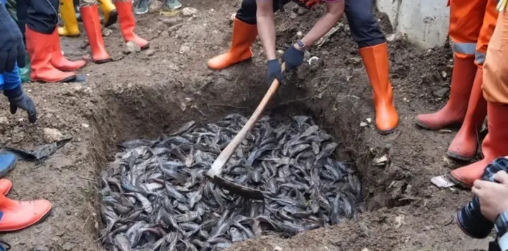 MUI Tolak Penguburan Ikan Sapu-Sapu Hidup-Hidup, Dinilai Tak Manusiawi dan Lebih Baik Dimanfaatkan Bernilai Ekonomi