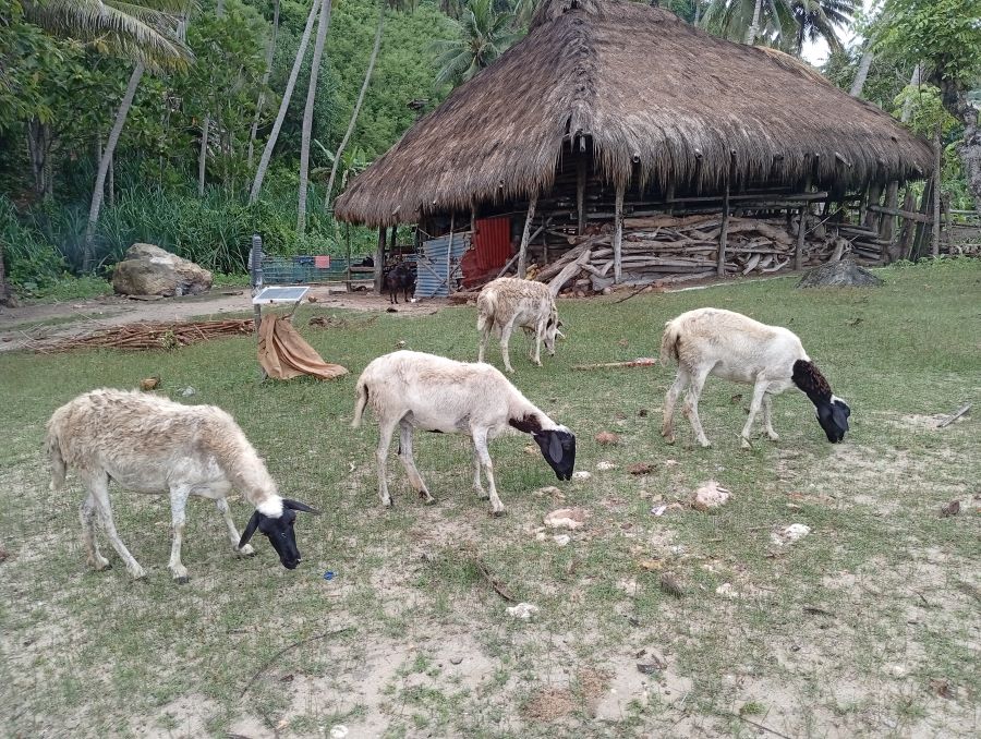 ‘Age Matters’: Mengapa Kambing Kurban Harus ‘Poel’?